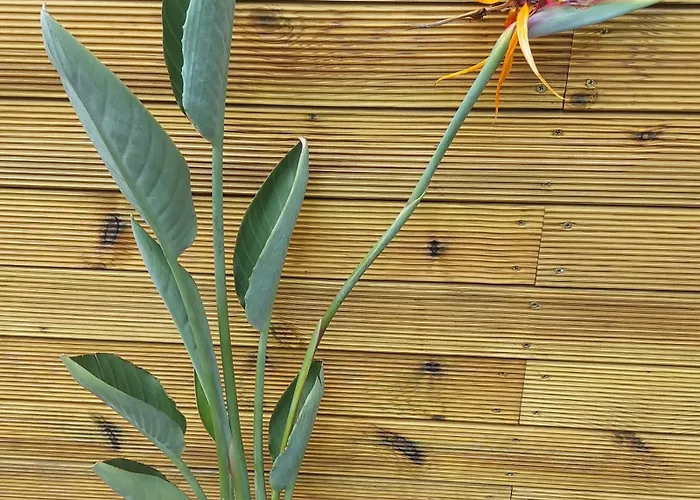 Diromane Pensión Braga